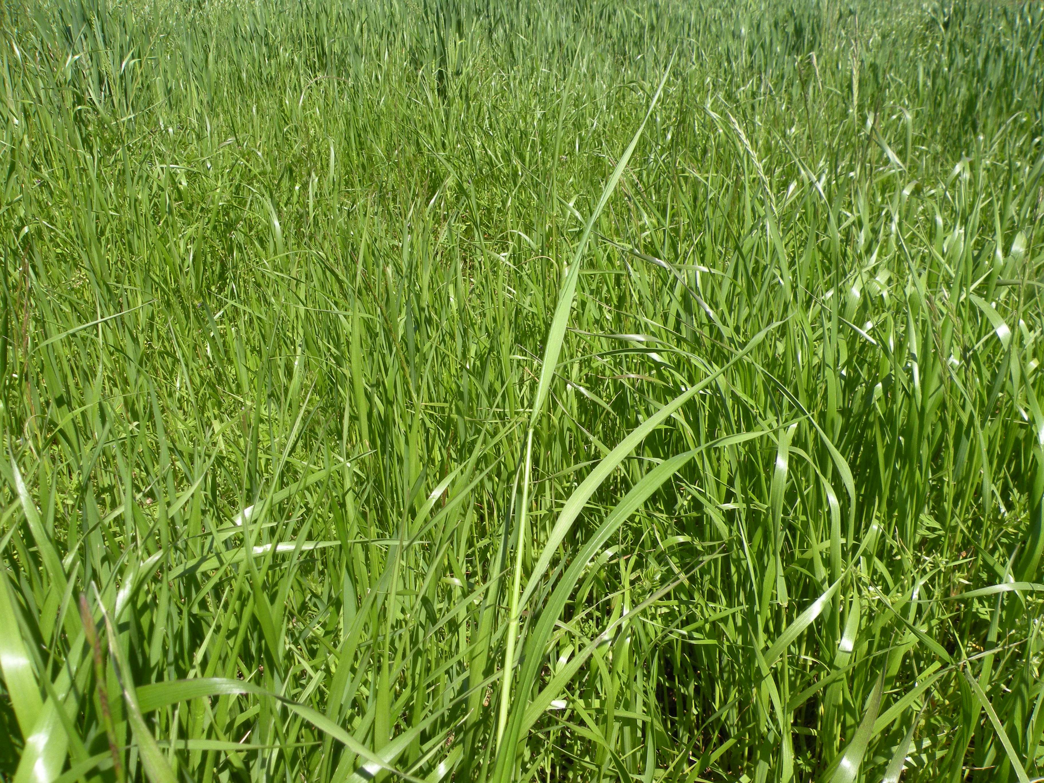 growing rye grass for cattle