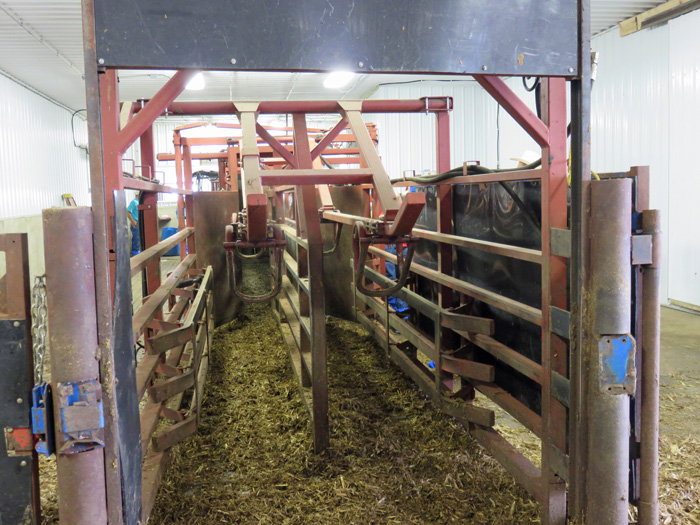 The “Bud Box” and Double Alley Design for Cattle Pens Southeast